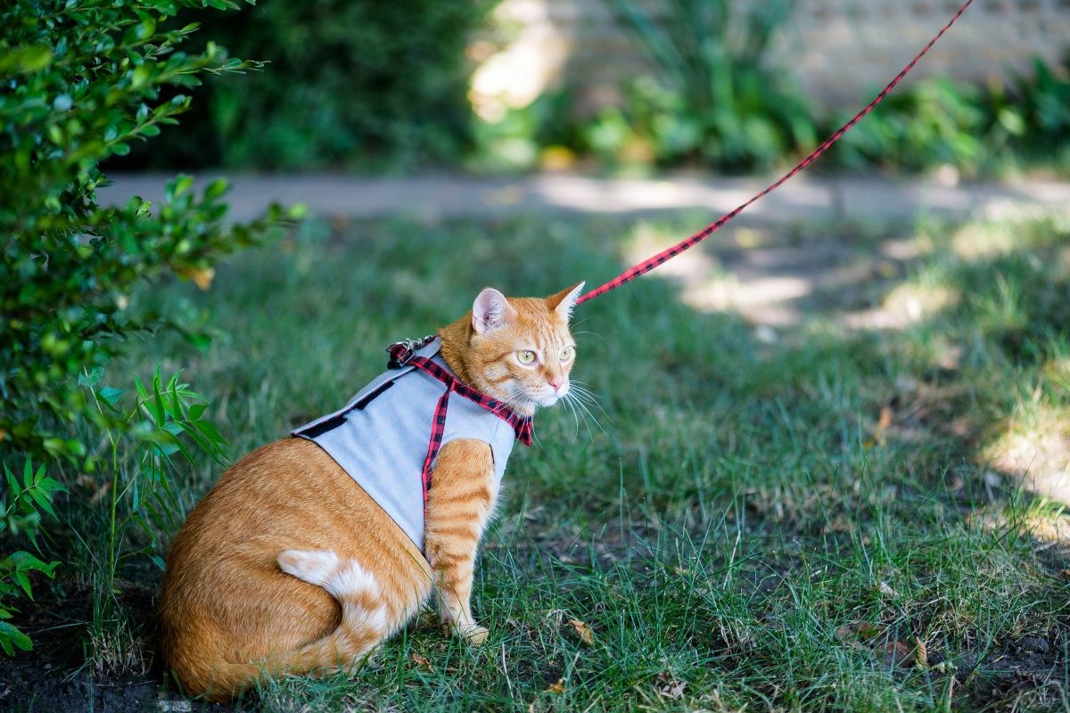 Jak často byste podle veterináře měli kočku venčit?