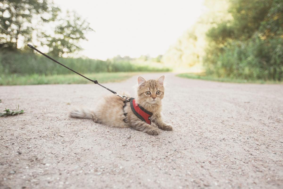 Jak často byste podle veterináře měli kočku venčit?