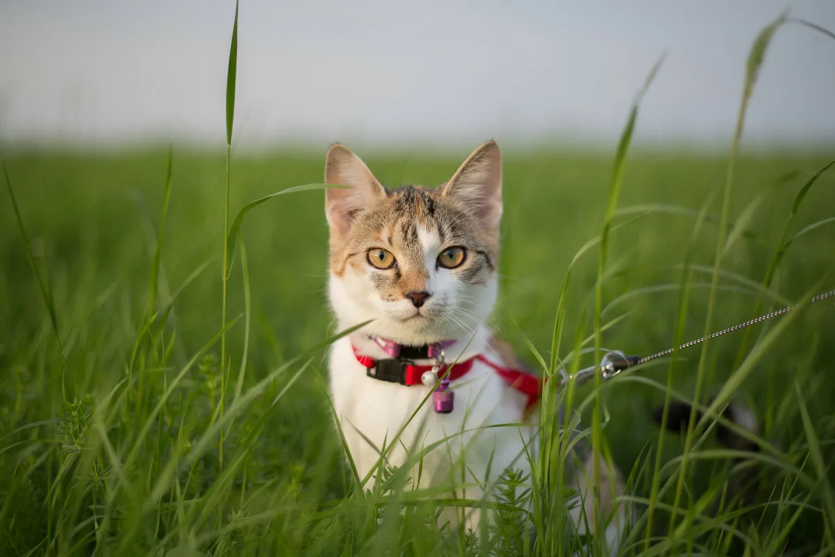 Jak často byste podle veterináře měli kočku venčit?