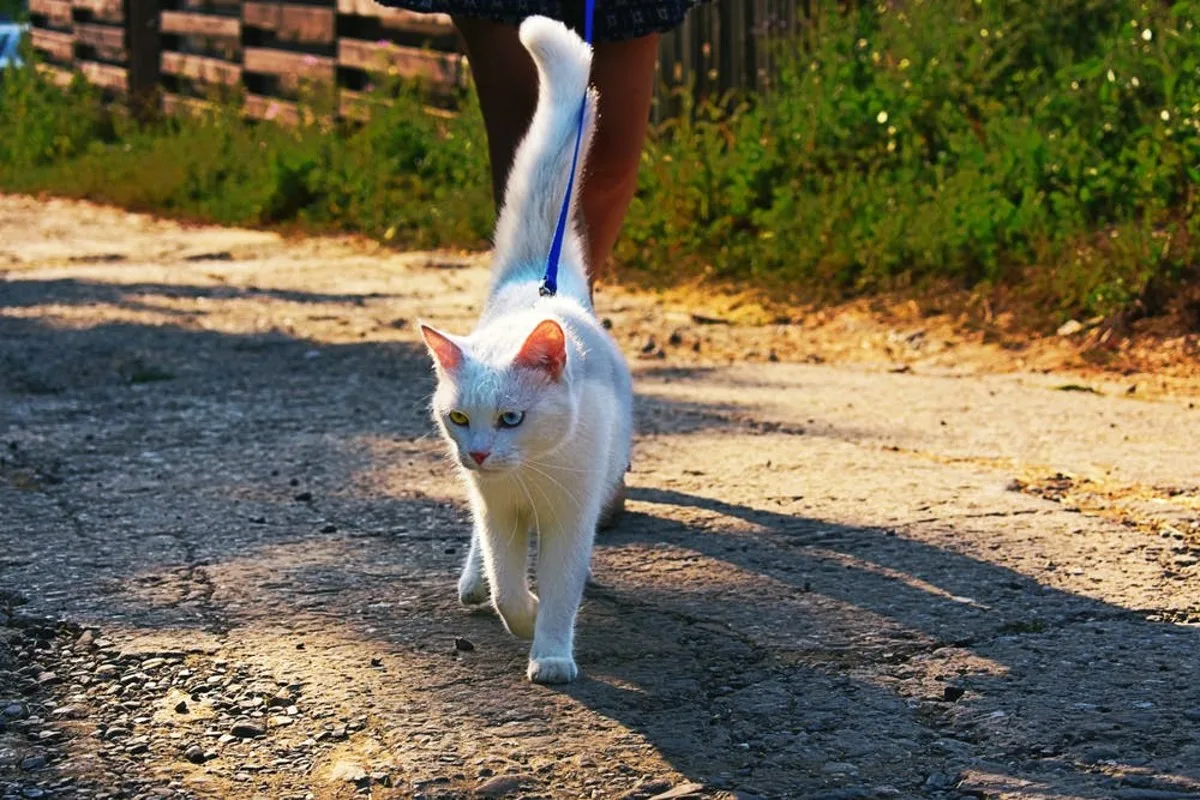 Jak často byste podle veterináře měli kočku venčit?